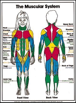 The muscles labelled in the anterior muscles diagram shown above are listed in bold in the following table muscular system for kids | Homeschool | Pinterest | For ...