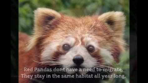 Why Red Pandas Are Endangered Youtube