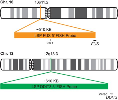 Fus Ddit3 Fusiontranslocation Fish Probe Kit Cytotest