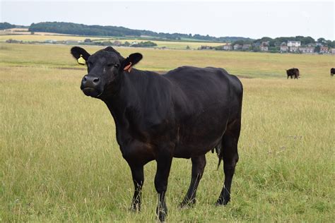 Black Cow Field · Free Photo On Pixabay
