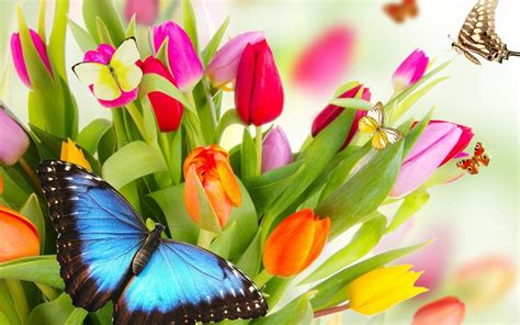 Beautiful Butterflies And Flowers Android Iphone