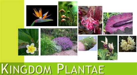 Maybe you would like to learn more about one of these? Describe on Kingdom Plantae - QS Study
