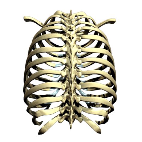 Free rib cage icons in various ui design styles for web, mobile, and graphic design projects. Rib Cage PNG Transparent Images | PNG All