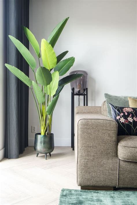The role of houseplants for healthy indoor climate is indisputable. THE MOST SUITABLE POTTED PLANT DECORATION IDEA FOR THE ...