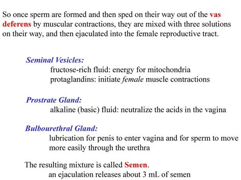 Male Reproductive Anatomy Ppt Download