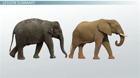 Genetic Variation Overview Types And Sources Lesson