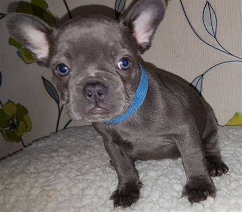 Browse photos and descriptions of 1000 of oklahoma french bulldog puppies of many breeds available right now! French Bulldog Puppies For Sale | Oklahoma City, OK #291558