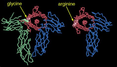 Growth hormone is a protein, the primary structure of which has been fully established for the human and bovine forms of the hormone. PDB-101: Molecule of the Month: Growth Hormone