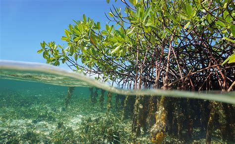 Top 5 Sites For Mangrove Diving