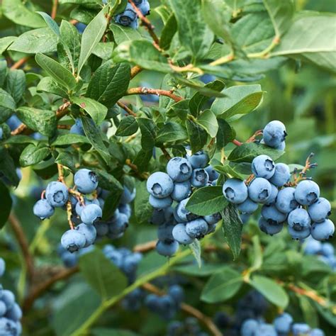 Norman Southern Highbush Blueberry One Green World