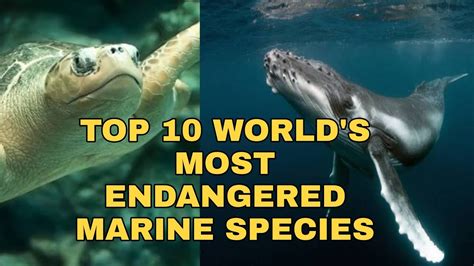 The Top 10 Most Endangered Species In The World 10 Top Information Vrogue