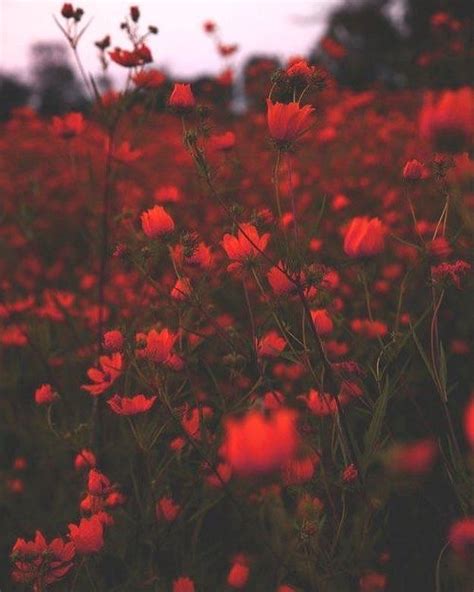 Check spelling or type a new query. #aesthetic #red | Esthétique rouge, Photographie de ...