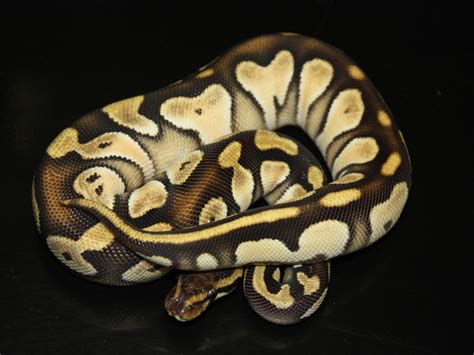 Mojave Orange Dream Morph List World Of Ball Pythons