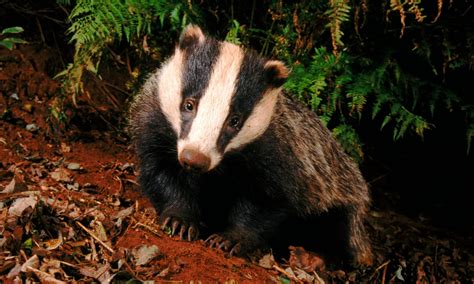Badger Cull Linked To Rise In Bovine Tb Cases Environment The Guardian