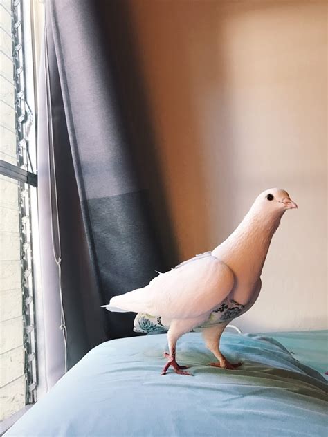 They define it as the ability to recognize, understand and manage our own emotions as well as recognize, understand and influence those. Miu the Emotional Support Pigeon