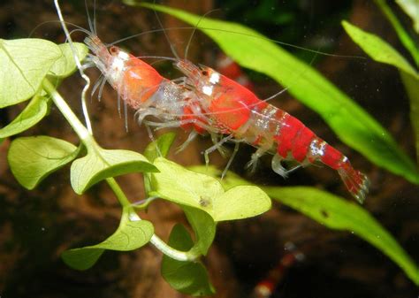 Harga daripada udang lobster air tawar ini cukup tinggi, yaitu berkisar antara 150 hingga 250 ribu rupiah per kg membuat budidaya lobster air tawar ini tentunya sangat menjanjikan keuntungan apabila dilakukan dengan teknik dan cara yang benar. 7+ Cara Budidaya Udang Air Tawar di Aquarium yang Baik dan ...