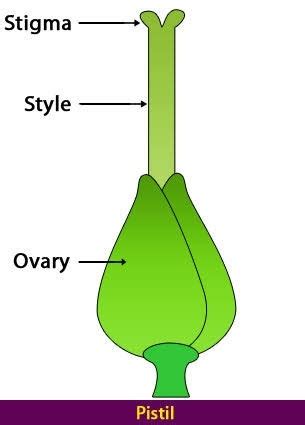 But have you ever thought why plants produce flowers and why they are important to plants? What are the various parts of a pistil? - Quora