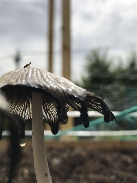 Help Identifying Mushrooms In Raised Beds—update Mycology