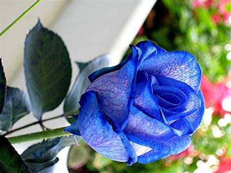 Blue Roses 24 Pics