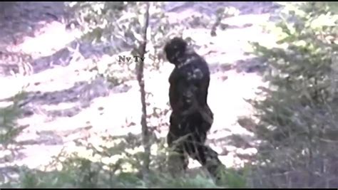 New Footage Of ‘bigfoot In The Us Is Acknowledged By Experts As ‘it