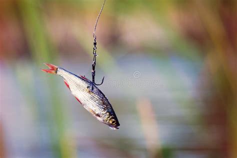 Live Bait For Pike Fishing Stock Image Image Of Freshwater 130895853