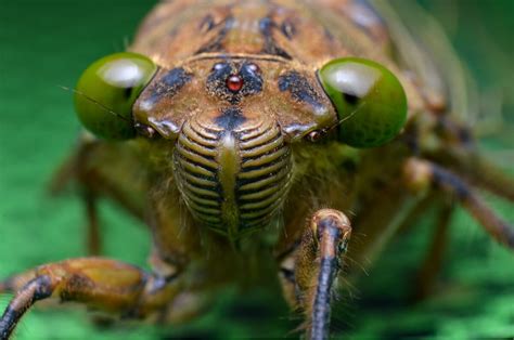 10 Types Of Insects And Their Characteristics My Animals