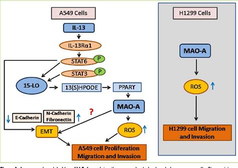 Figure 1 From Role Of Monoamine Oxidase A Mao A In Cancer Progression And Metastasis