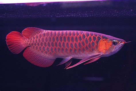 Indahnya gan... Gambar Foto Ikan Arwana Golden Red Ini | Info Terbaru 2017