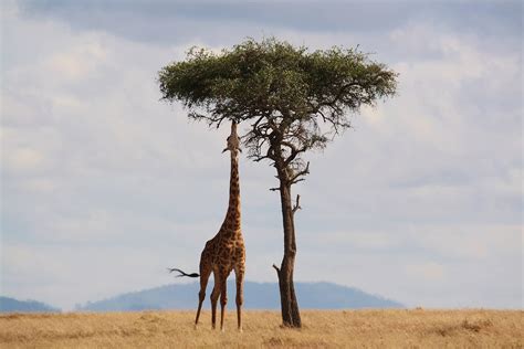 Giraffe Fascinating Facts And Photos