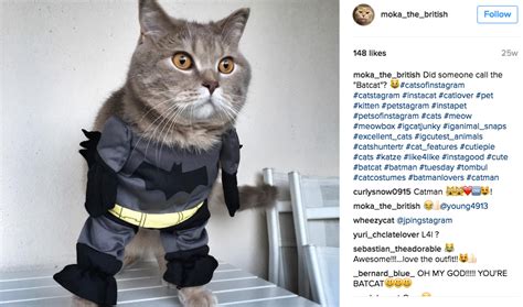 10 Instagram Cats In Halloween Costumes Catcon Worldwide