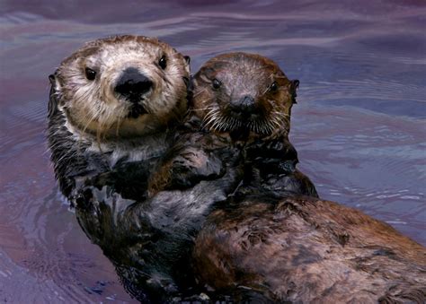 Study Confirms Monterey Bay Aquarium Surrogate Reared Sea Otters Helped
