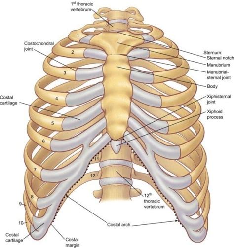 Want to learn all of the bones in the human body? Diagram Of Human Chest . Diagram Of Human Chest Human Chest Anatomy Diagram Anatomy Of Diagram ...