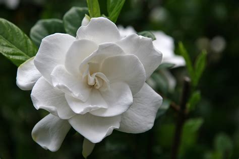 Gardenia White August Beauty Flower 4 Inch Pot