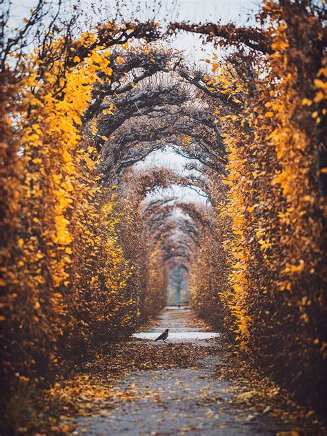 Schonbrunn Park Vienna Austria Autumn Photography Lord Of The Rings