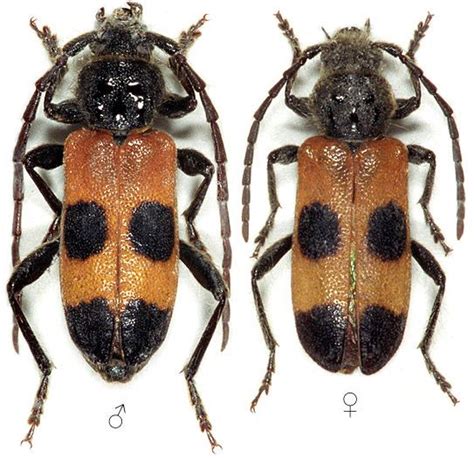 Semanotus Russicus Longhorn Beetle Insects Beetle