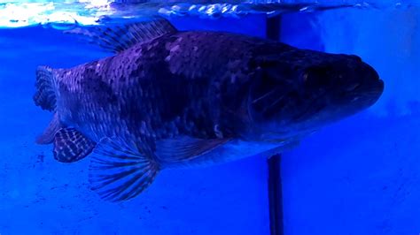 Hoplias aimara wolf fish for sale exotic fish shop 774. Giant Aimara, Hoplias Aimara - YouTube