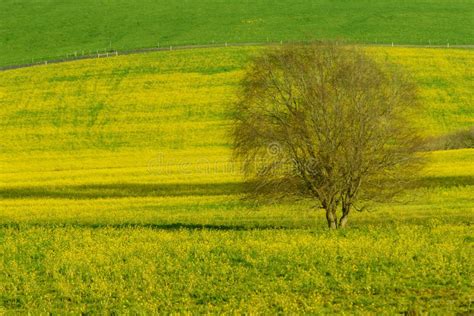 Lone Tree In A Field Of Yellow Flowers Stock Image Image Of Farm