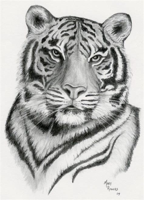 Tiger Print Of Original Pencil Drawing Tiger Art Animal Art Tiger