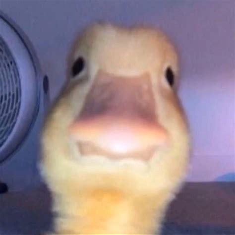 Just A Duck Rmademesmile