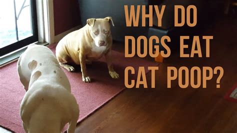 Why Do Dogs Eat Cat Poop Outside