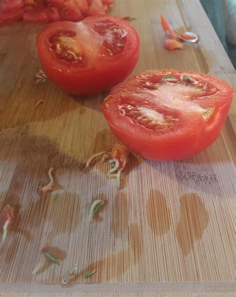 The Seeds Inside Of This Tomato Are Sprouting Rmildlyinteresting