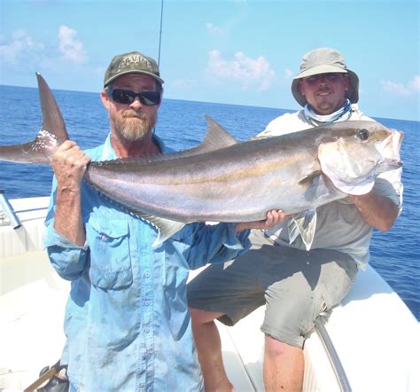 Bob Goff Lesseramberjackbyglenbalinger Gulf Of Mexico Fishery