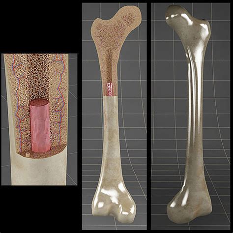Anatomy Bone Femoral 3d Model Cgtrader