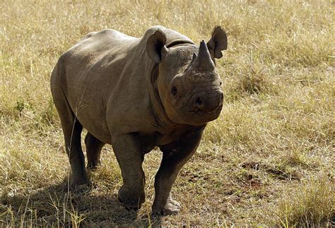 Zimbabwe Rare Black Rhino Ntombi Put Down After Poaching Attack