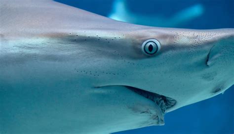 Shark Week Fun Shark Eyes The Optical Journal