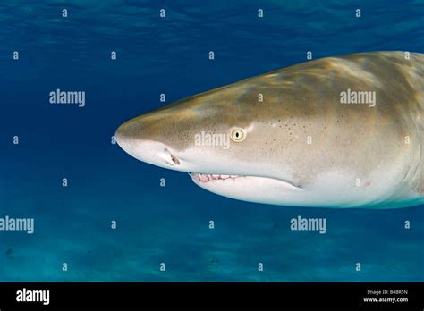 El Tiburón Limón Negaprion Brevirostris Mostrando Ampullae De