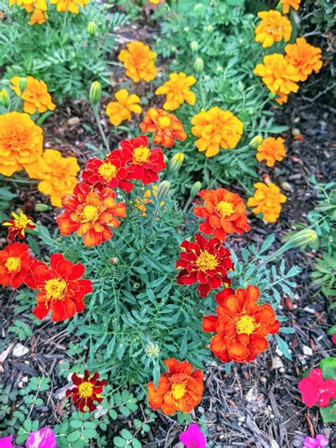 The Best Marigold Companion Plants Bunnys Garden
