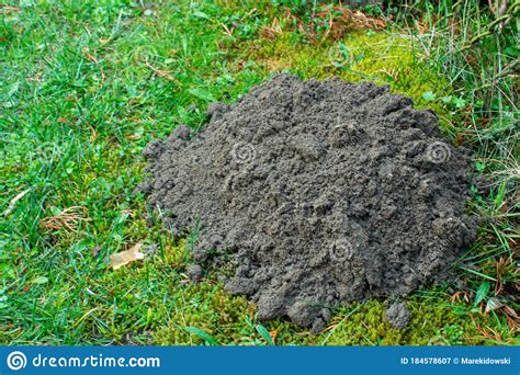 Mound Of Soil Dug By Mole Stock Image Image Of Spring 184578607