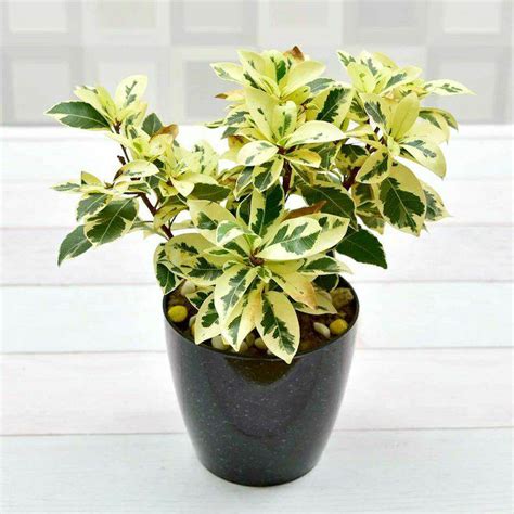 Ficus Starlight Plant