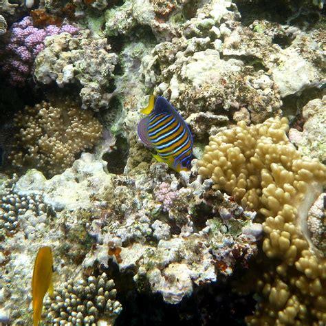 Stripy Blue And Yellow Fish Eating Coral Steve Gamage Flickr